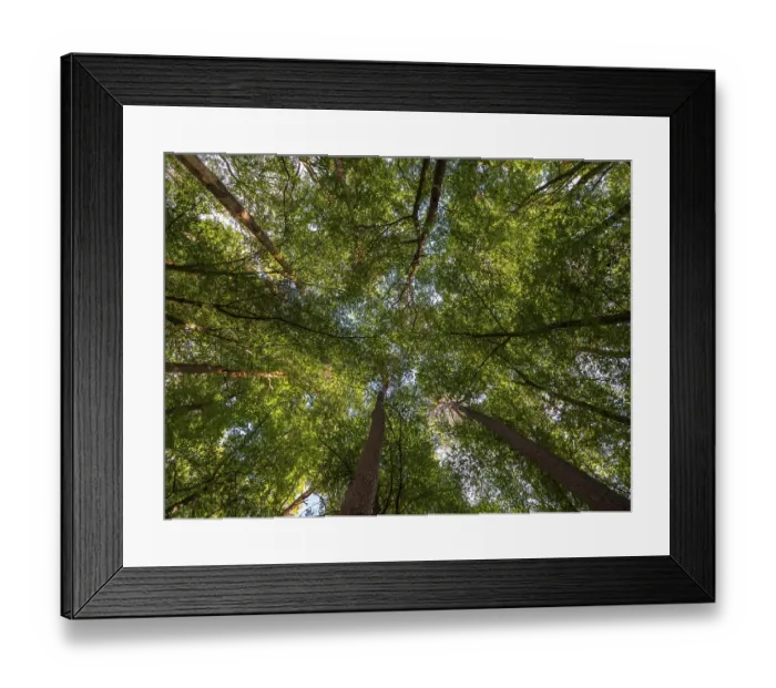 Framed Print : Treetops in a deciduous forest