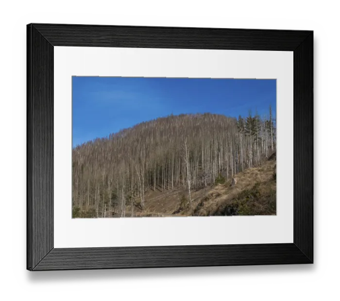 Framed Print : Partially dead trees, spruces, on the Huthberg in the Harz Mountains Framed Print : Partially dead trees, spruces, on the Huthberg in the Harz Mountains