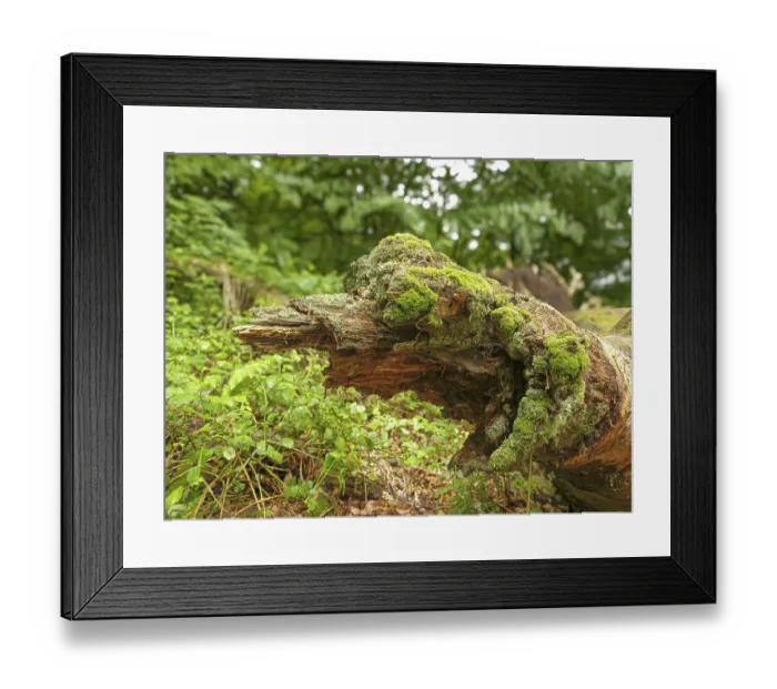 Framed Print : Dead, fallen and moss-covered tree trunk in the Sababurg primeval forest Framed Print : Dead, fallen and moss-covered tree trunk in the Sababurg primeval forest