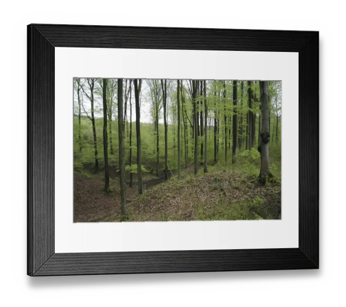 Framed Print : Beech forest in spring with jung green leafs