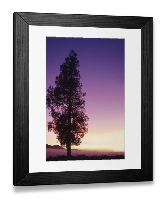 Framed Print : White pine at sunrise on the West Coast Framed Print : White pine at sunrise on the West Coast