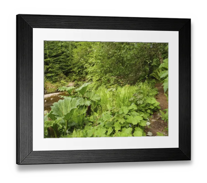 Framed Print : Lush plants and trees along a narrow path in a green forest