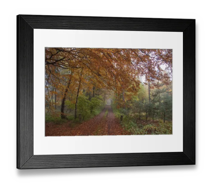 Framed Print : A misty forest path, lined with autumnal trees and colourful foliage
