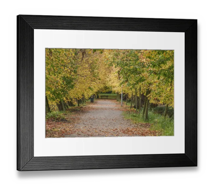 Framed Print : A leaf-covered path through an autumnal forest with yellow leaves on the trees Framed Print : A leaf-covered path through an autumnal forest with yellow leaves on the trees