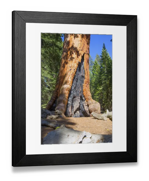 Framed Print : Sequoias in Mariposa grove at Yosemite National Park California Framed Print : Sequoias in Mariposa grove at Yosemite National Park California