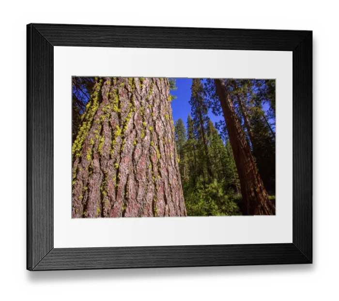 Framed Print : Sequoias in Mariposa grove at Yosemite National Park California