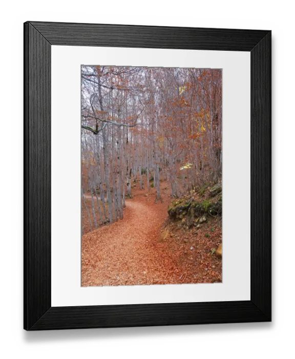 Framed Print : Autumn beech fall forest in Pyrenees Valle de Ordesa Huesca Spain Framed Print : Autumn beech fall forest in Pyrenees Valle de Ordesa Huesca Spain