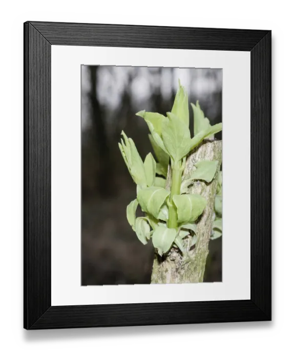 Framed Print : Close-up of new green leaves growing from a tree branch in a forest setting