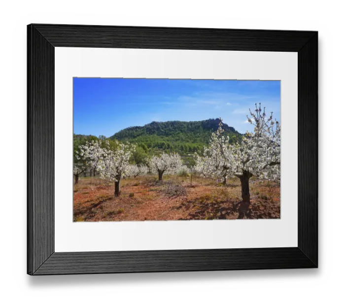 Framed Print : Calderona mountain Cherry Blossom in Valencia Spain Framed Print : Calderona mountain Cherry Blossom in Valencia Spain