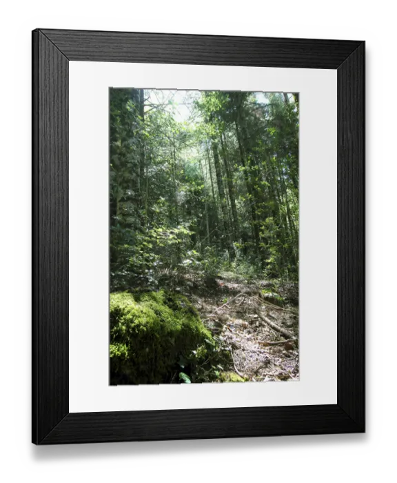 Framed Print : Pyrenees trees forest mountain scenic in summer nature
