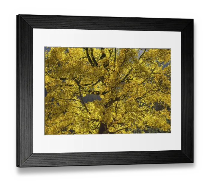 Framed Print : Maple tree, Acer pseudoplatau, near Wankerfleck
