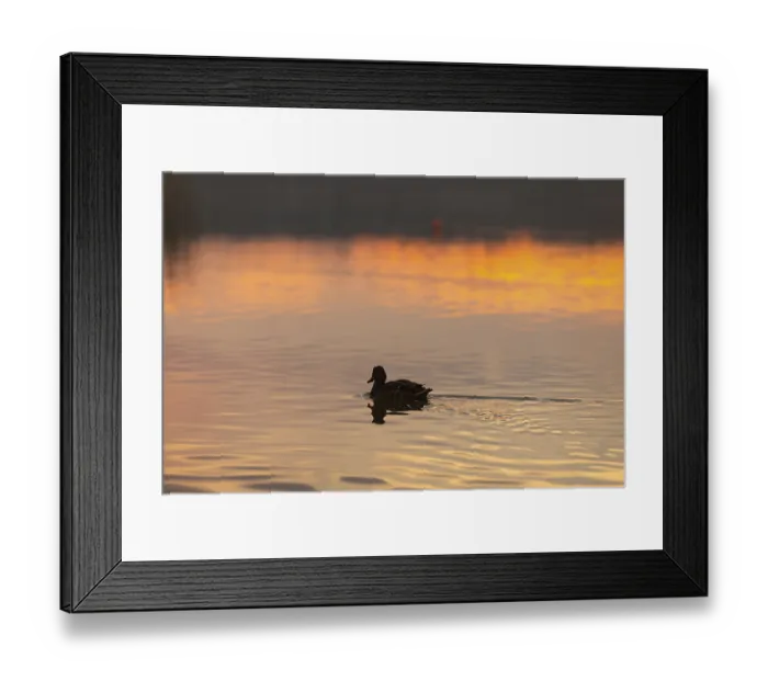 Framed Print : A serene and calm scene of a duck gracefully gliding across the tranquil waters at sunset