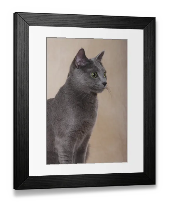 Framed Print : Portrait of a Russian Blue cat Framed Print : Portrait of a Russian Blue cat