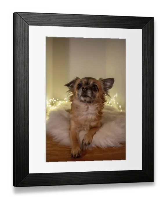 Framed Print : Brown long-haired Chihuahua sitting on a fluffy lambskin