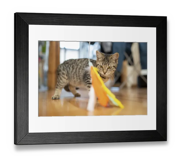 Framed Print : Kitten shows interest in a colourful feather toy Framed Print : Kitten shows interest in a colourful feather toy