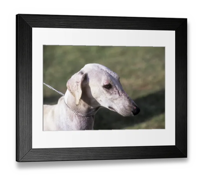 Framed Print : Chippiparai Indian breed of dog