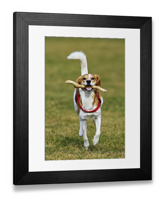 Framed Print : Beagle with branch in mouth jumps across meadow Framed Print : Beagle with branch in mouth jumps across meadow