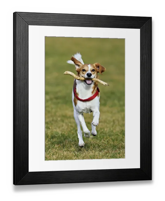 Framed Print : Beagle with branch in mouth jumps across meadow