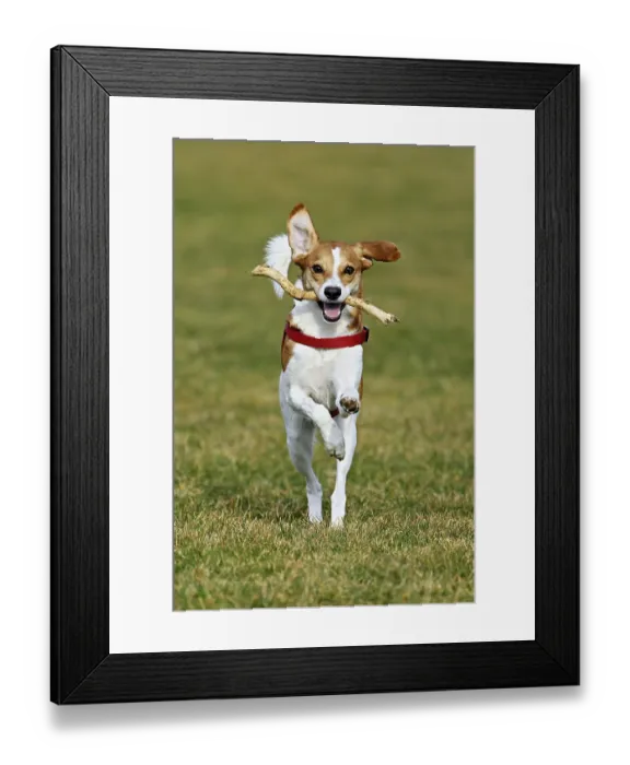 Framed Print : Beagle with branch in mouth jumps across meadow