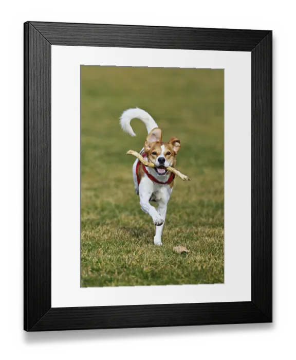 Framed Print : Beagle with branch in mouth jumps across meadow Framed Print : Beagle with branch in mouth jumps across meadow