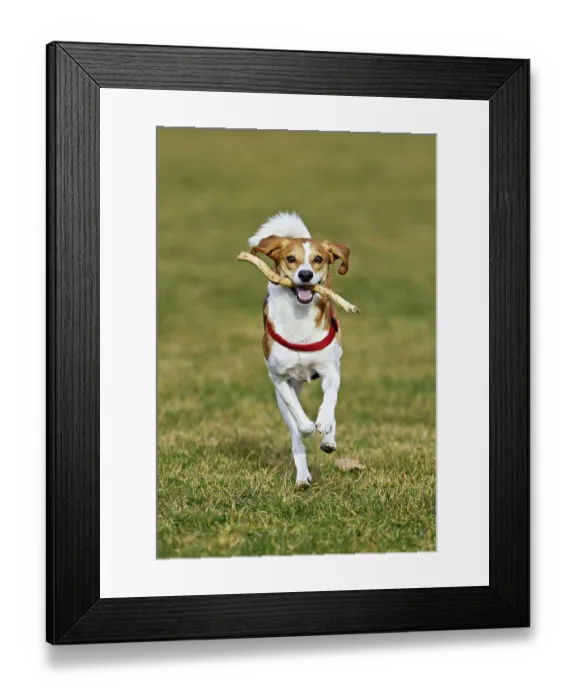 Framed Print : Beagle with branch in mouth jumps across meadow Framed Print : Beagle with branch in mouth jumps across meadow