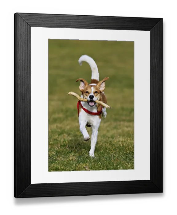 Framed Print : Beagle with branch in mouth jumps across meadow Framed Print : Beagle with branch in mouth jumps across meadow