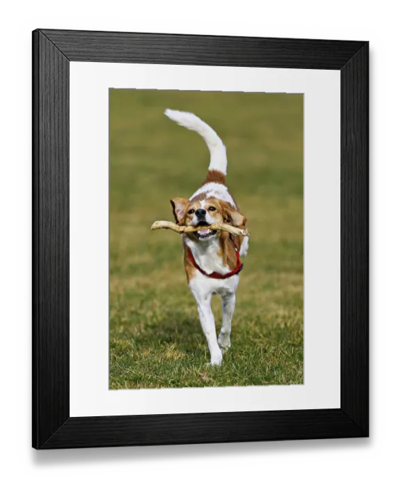 Framed Print : Beagle with branch in mouth jumps across meadow Framed Print : Beagle with branch in mouth jumps across meadow