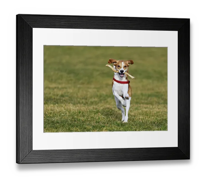 Framed Print : Beagle with branch in mouth jumps across meadow Framed Print : Beagle with branch in mouth jumps across meadow