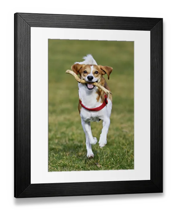 Framed Print : Beagle with branch in mouth jumps across meadow Framed Print : Beagle with branch in mouth jumps across meadow