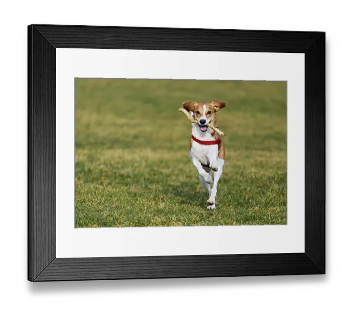 Framed Print : Beagle with branch in mouth jumps across meadow Framed Print : Beagle with branch in mouth jumps across meadow