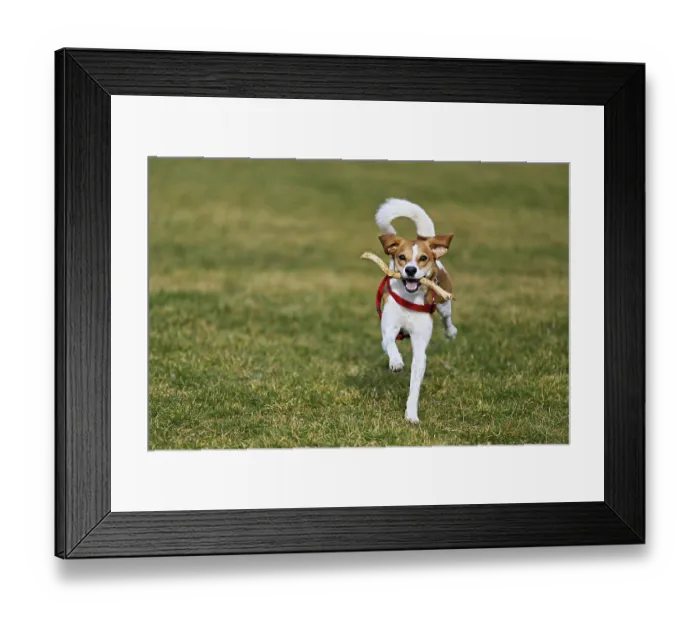 Framed Print : Beagle with branch in mouth jumps across meadow Framed Print : Beagle with branch in mouth jumps across meadow