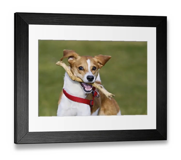 Framed Print : Beagle with branch in mouth jumps across meadow