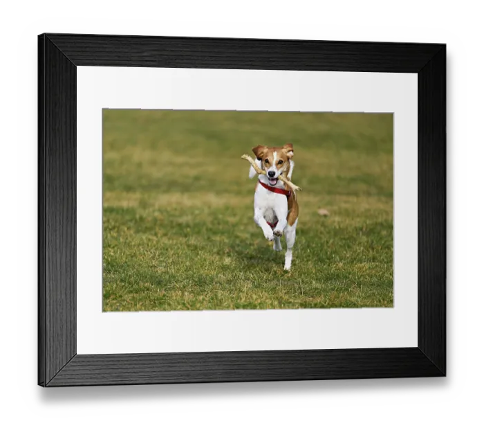 Framed Print : Beagle with branch in mouth jumps across meadow