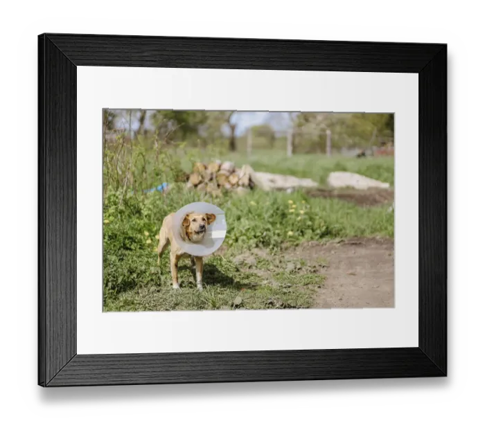 Framed Print : Dog with a recovery cone stands in a green garden with a rural backdrop