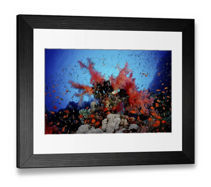 Framed Print : Coral reef, Egypt, Africa, Sinai