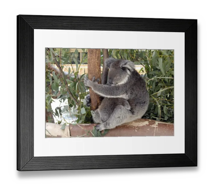 Framed Print : Koala Bear, Perth, Australia, Oceania Framed Print : Koala Bear, Perth, Australia, Oceania