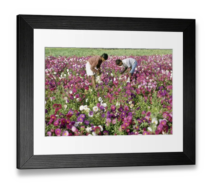 Framed Print : Fields
