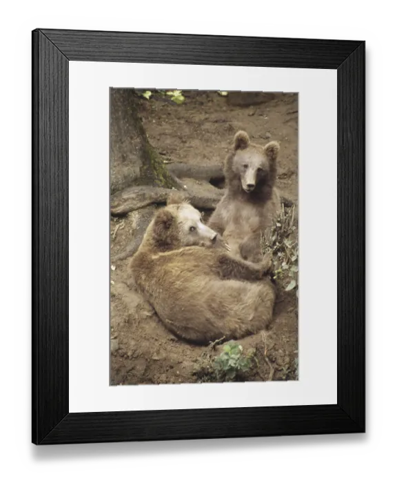 Framed Print : Wild Life, Brown Bear and cub (ursus arctos) at Koti near Simla Framed Print : Wild Life, Brown Bear and cub (ursus arctos) at Koti near Simla