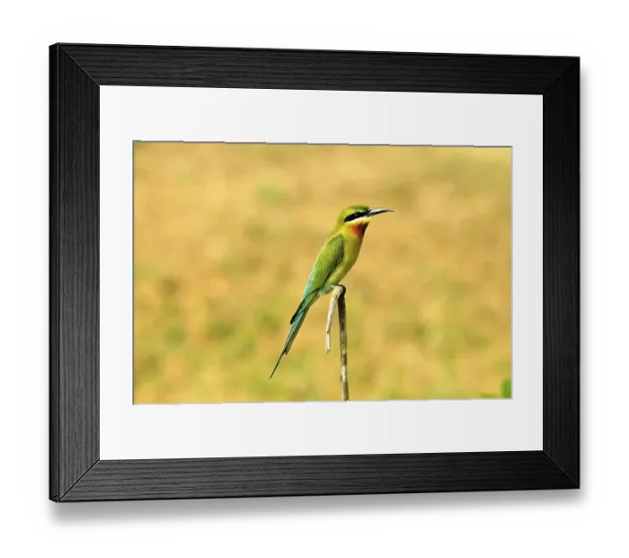 Framed Print : Blue backed blue tailed bee eater merops superciliosus philippinus