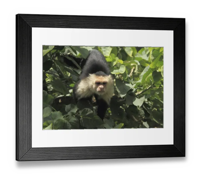 Framed Print : Cebus capucinus from Jamshedpur zoo Jharkhand India Asia Framed Print : Cebus capucinus from Jamshedpur zoo Jharkhand India Asia