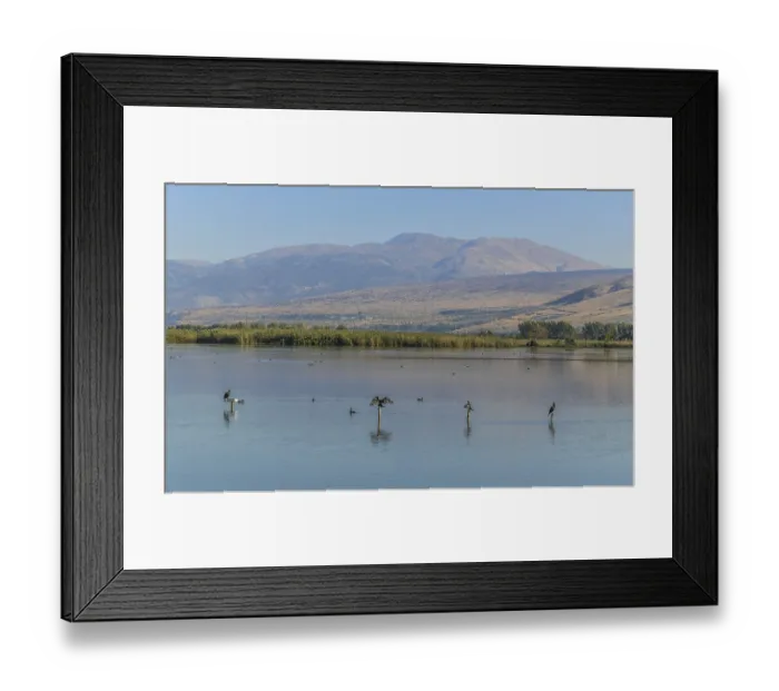 Framed Print : Cormorants, Hula Nature Reserve, Israel, Asia