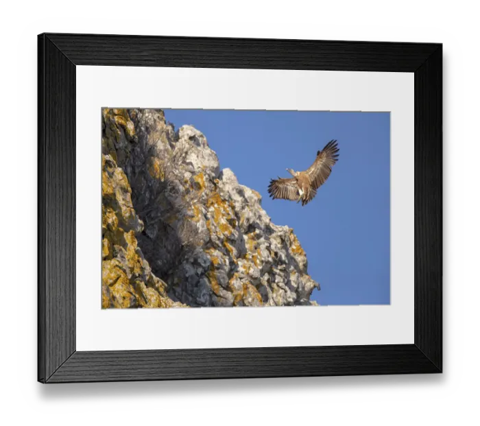 Framed Print : Griffon vulture (Gyps fulvus), Andalusia