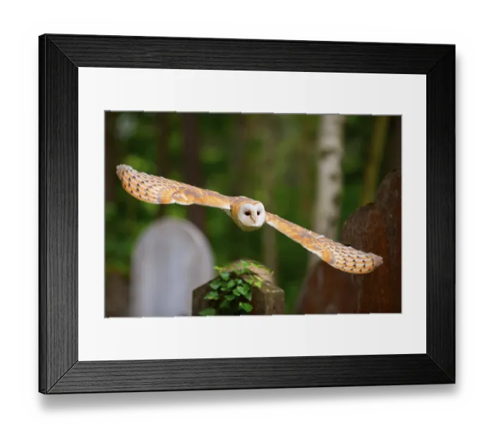 Framed Print : Barn Owl