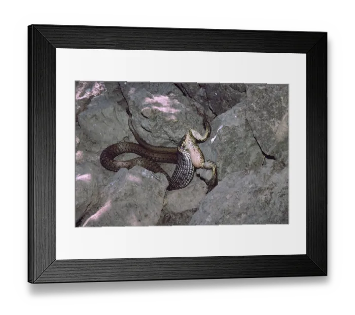 Framed Print : Balkan grass snake feeding on a lake frog