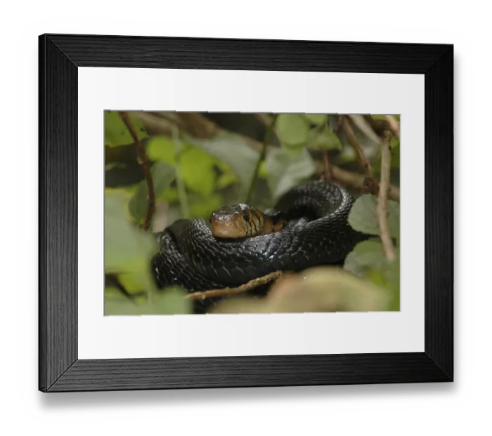 Framed Print : Forest Cobra Framed Print : Forest Cobra