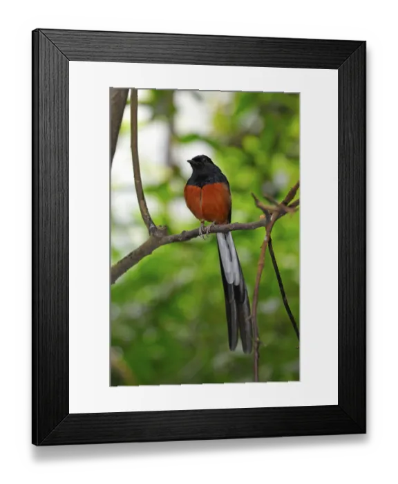 Framed Print : Shama Thrush Framed Print : Shama Thrush
