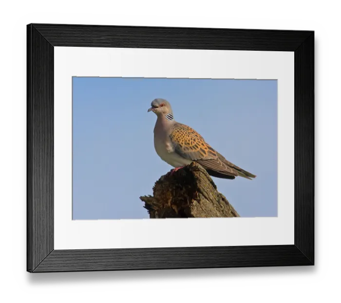 Framed Print : Turtle Dove