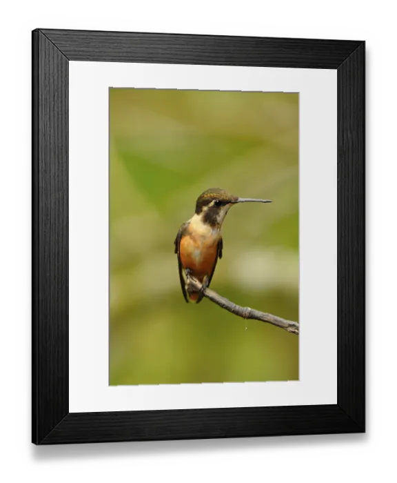 Framed Print : Purple-throated Starthroat, female adult