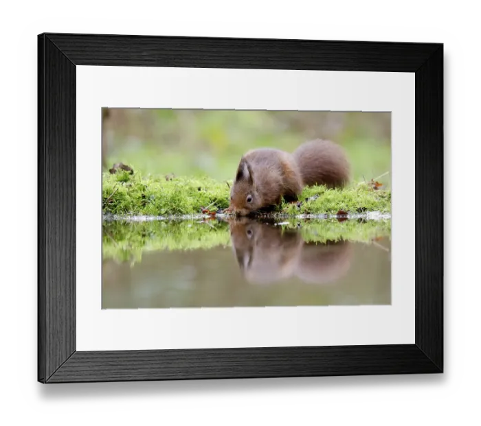 Framed Print : Squirrel Framed Print : Squirrel