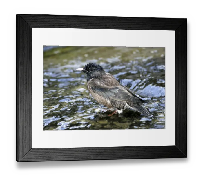 Framed Print : Rose star